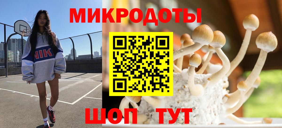 Галлюциногенные грибы Psilocybe Димитровград